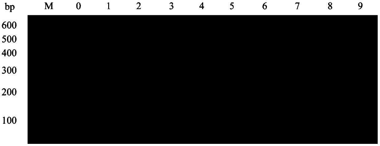 Kit and method for detecting aeromonas veronii