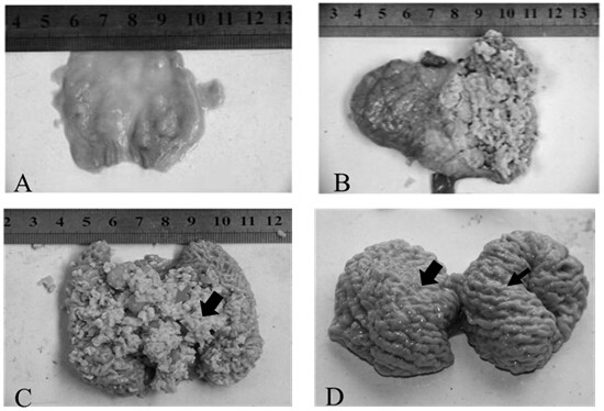 Application of leucine in promoting milk secretion and growth of breeding pigeons