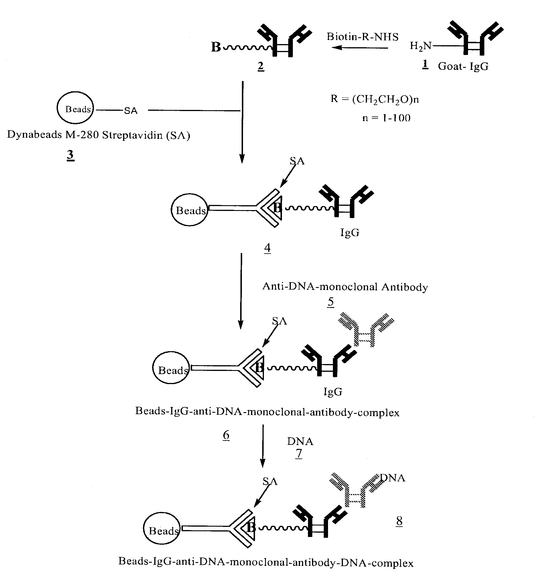 Method for isolating cell free apoptotic or fetal nucleic acids