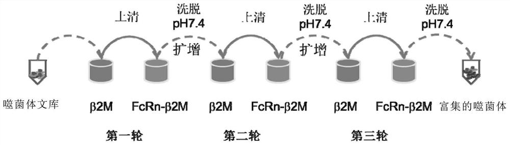 A kind of monoclonal antibody fnab12 and its application