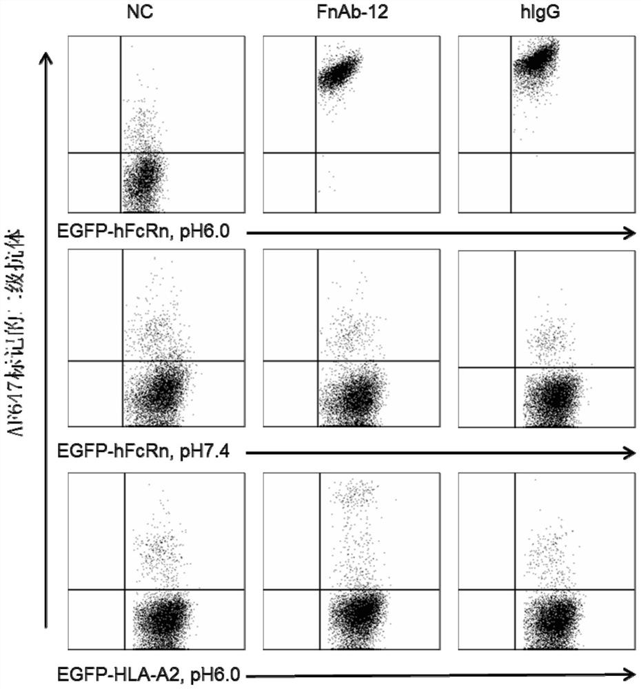 A kind of monoclonal antibody fnab12 and its application