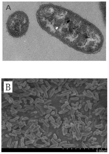 Shewanella algae scs-1 and application thereof in microbial electrogenesis