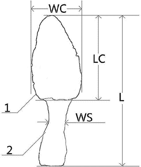 Screening method of high-quality morchella conica strains