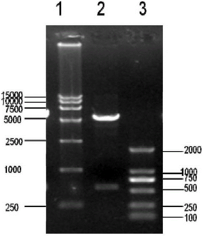 Artificially synthesized polyepitope gene of porcine reproductive and respiratory syndrome virus and its application