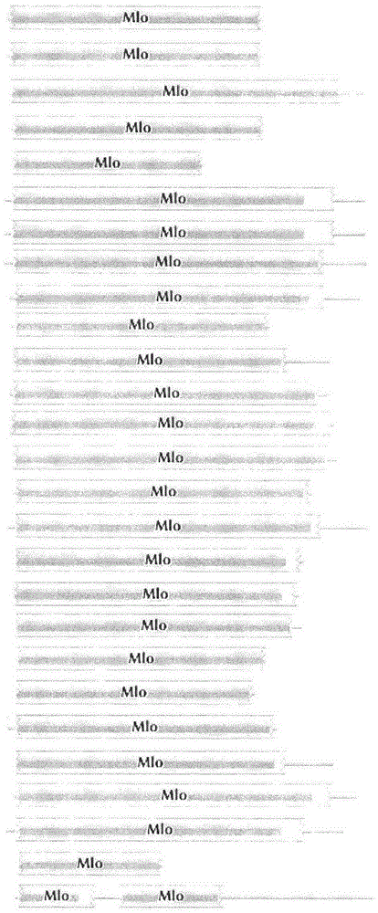 Quick identification of MLO powdery mildew resistant gene for citrus