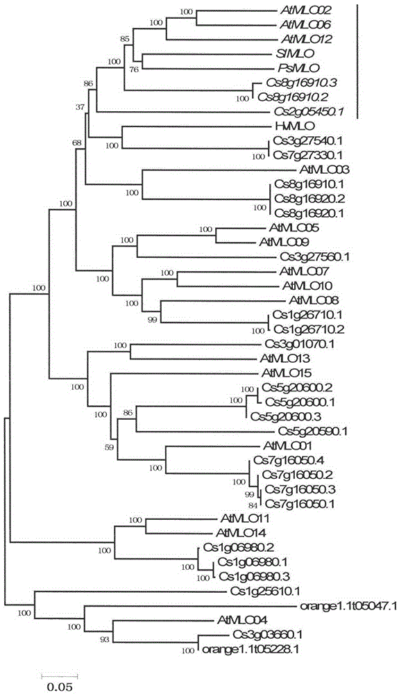 Quick identification of MLO powdery mildew resistant gene for citrus