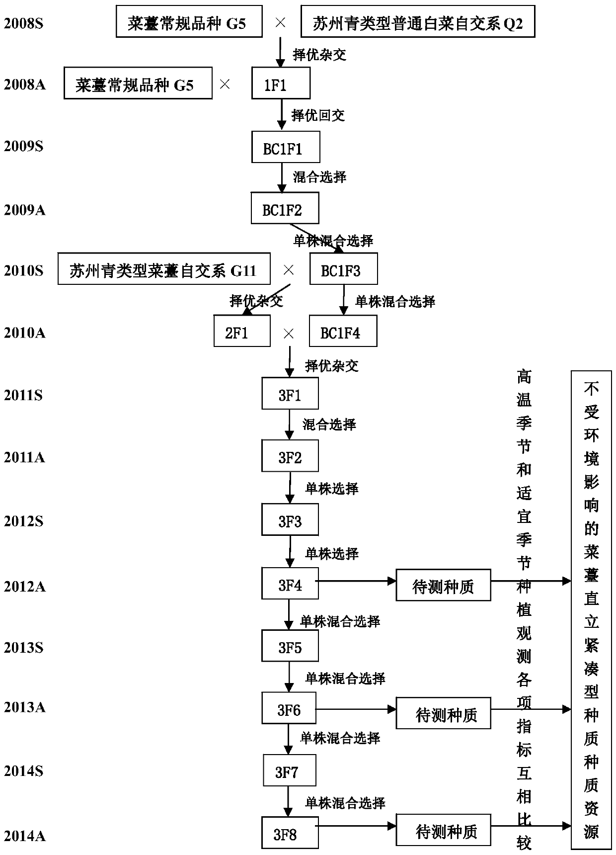 A method for creating upright and compact germplasm resources of cabbage sprouts that are not affected by the environment