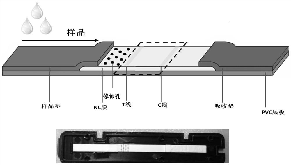 A test strip that significantly improves lateral flow immunochromatography