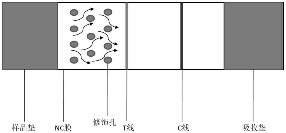 A test strip that significantly improves lateral flow immunochromatography