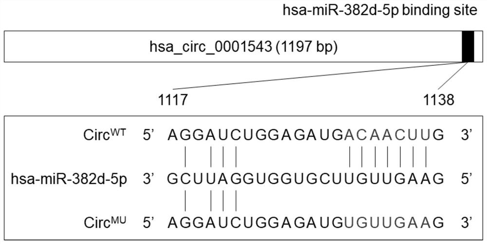 Application of hsa-mir-382-5p in preparation of kits for diagnosing retinal degenerative diseases