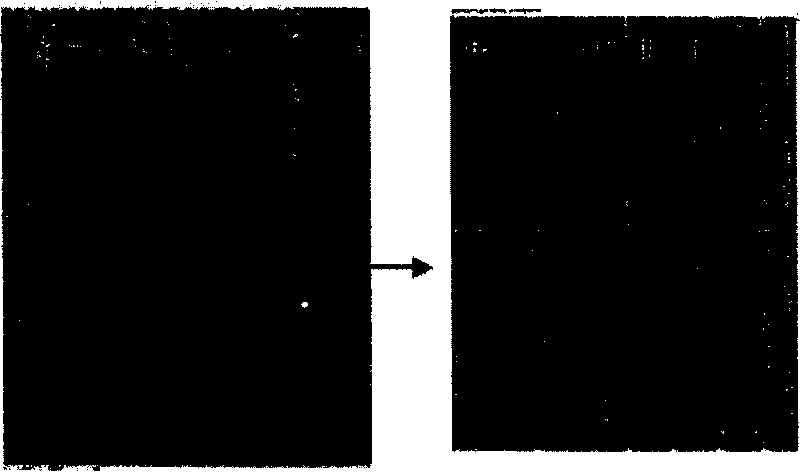 Method for eliminating graphic defects of semiconductor wafer edge region