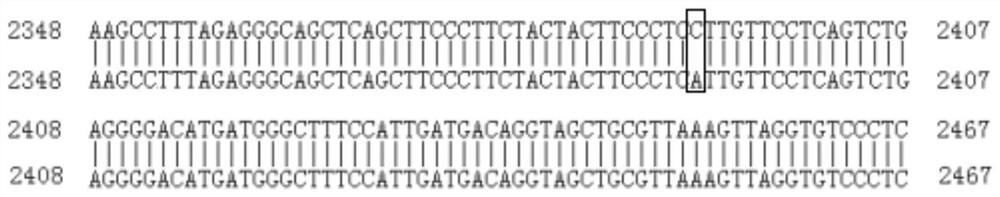 A Genetic Marker Using lrp10 Gene as Eye Muscle Area and Backfat Thickness in Dahe Black Pig