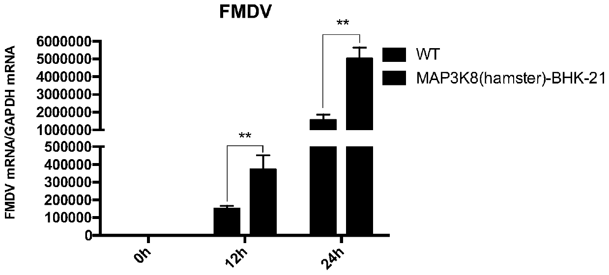 Bhk-21 cell line stably expressing map3k8 protein and its construction and application