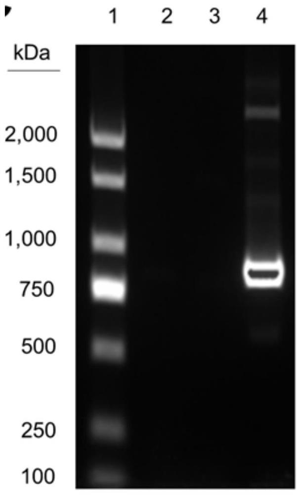 Cladosporium fulvum genetically engineered bacterium and application of cladosporium fulvum genetically engineered bacterium in production of hypericin and sperm