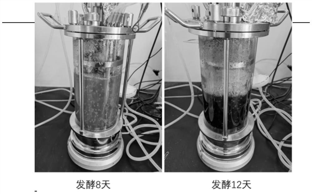 Cladosporium fulvum genetically engineered bacterium and application of cladosporium fulvum genetically engineered bacterium in production of hypericin and sperm