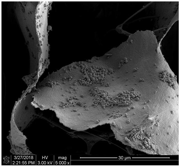 A Type I/Type III Collagen Composite Scaffold Loaded with Mildew Spatholobus