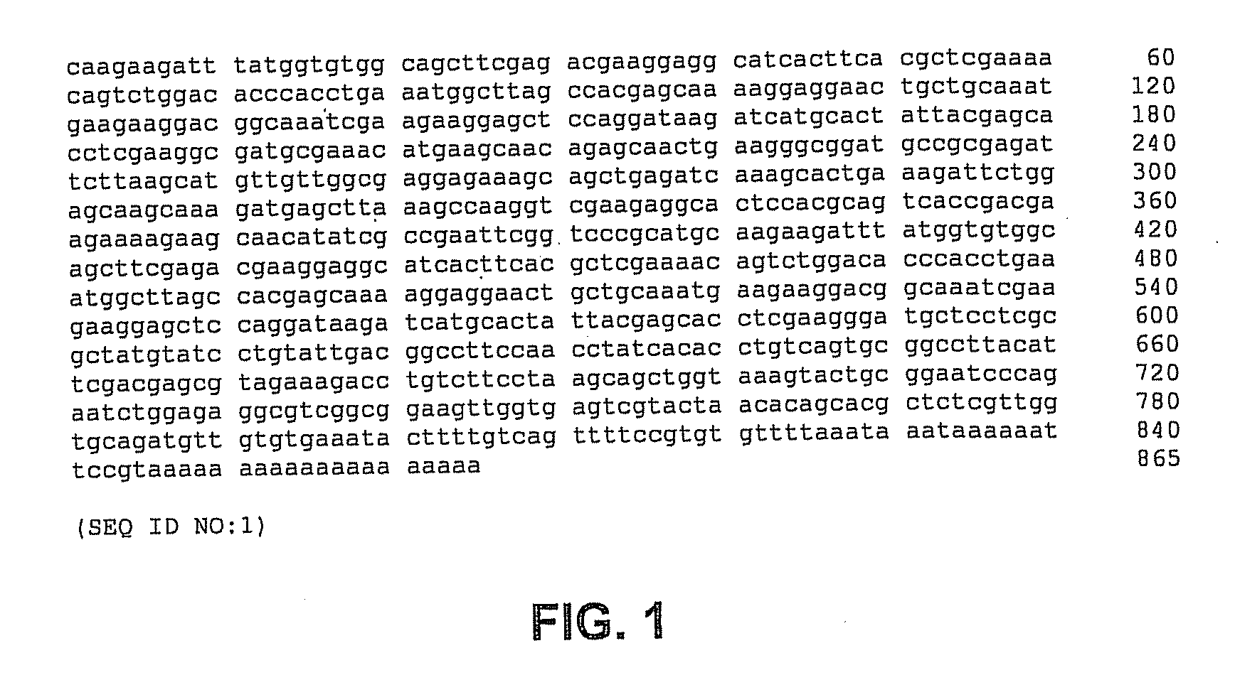 Methods, devices, kits and compositions for detecting roundworm