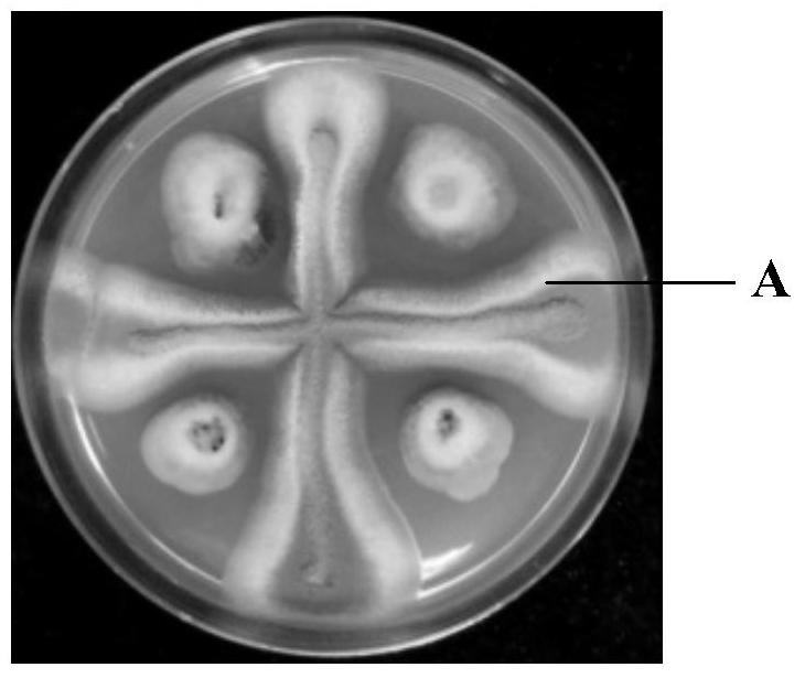 Co-cultivation method and obtained compound of Epicoccus niger and Aspergillus fungus