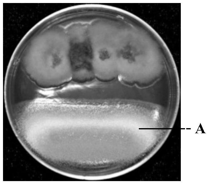 Co-cultivation method and obtained compound of Epicoccus niger and Aspergillus fungus