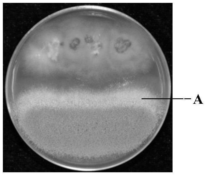 Co-cultivation method and obtained compound of Epicoccus niger and Aspergillus fungus