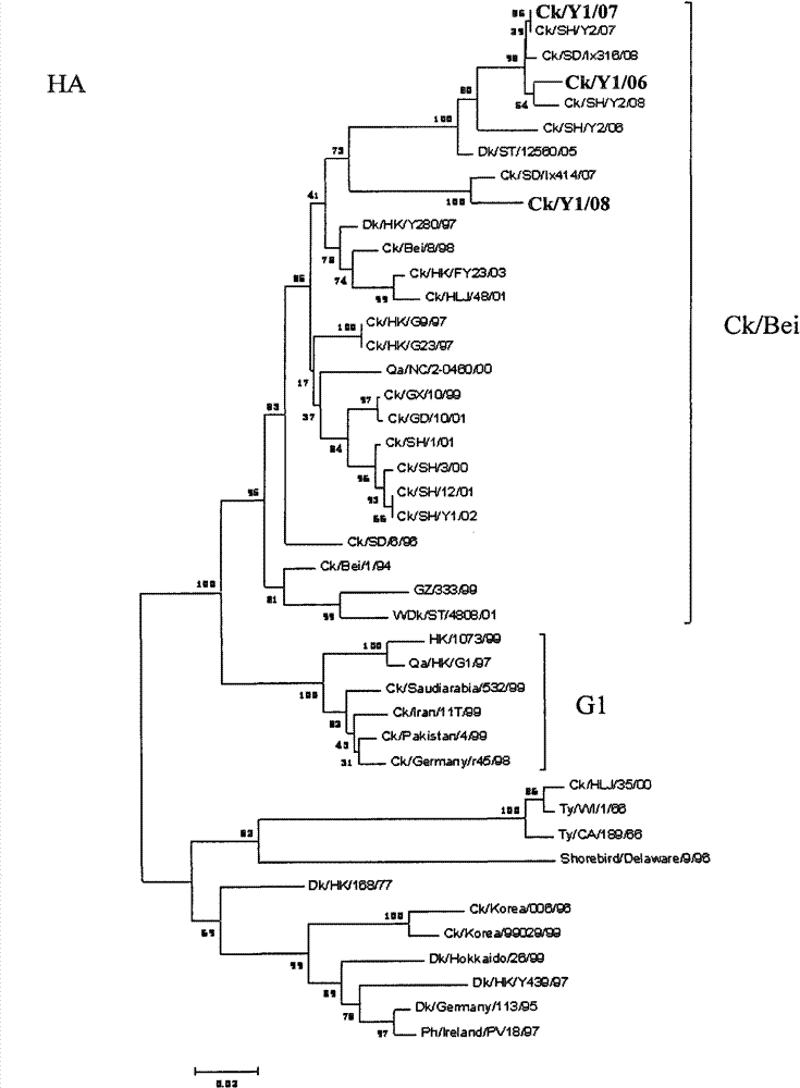 Avian influenza virus (AIV) as well as kit and vaccine used for detecting and preventing same