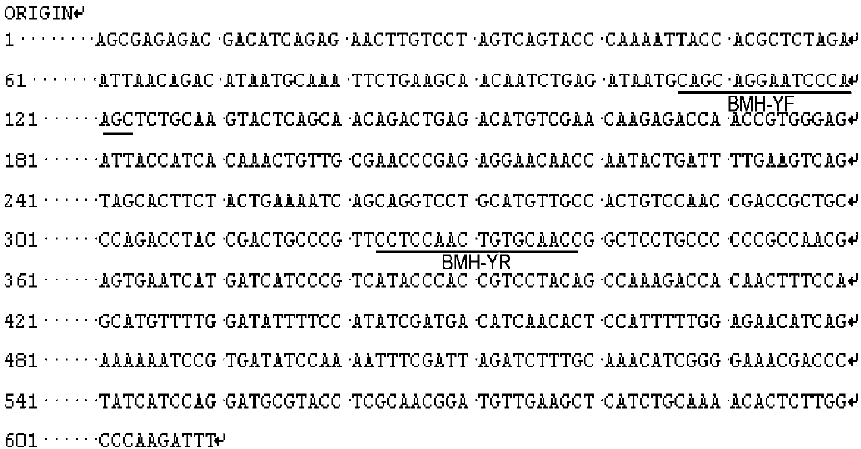 Specific endogenous gene of Fritillaria sichuanensis and its authenticity rapid detection primer set and method