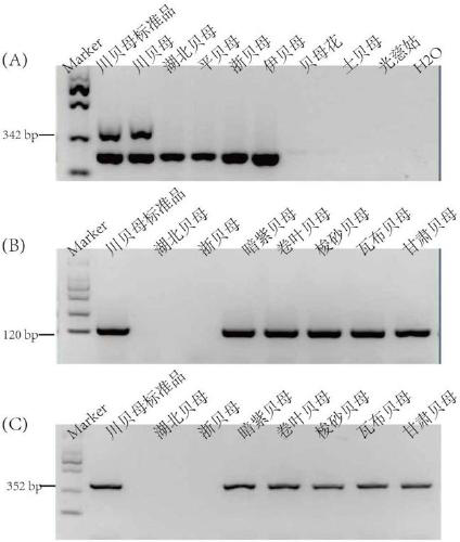 Specific endogenous gene of Fritillaria sichuanensis and its authenticity rapid detection primer set and method