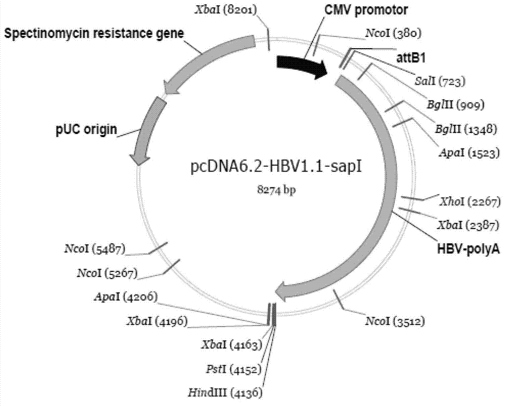 HBV phenotype drug resistance detection kit and preparation method thereof