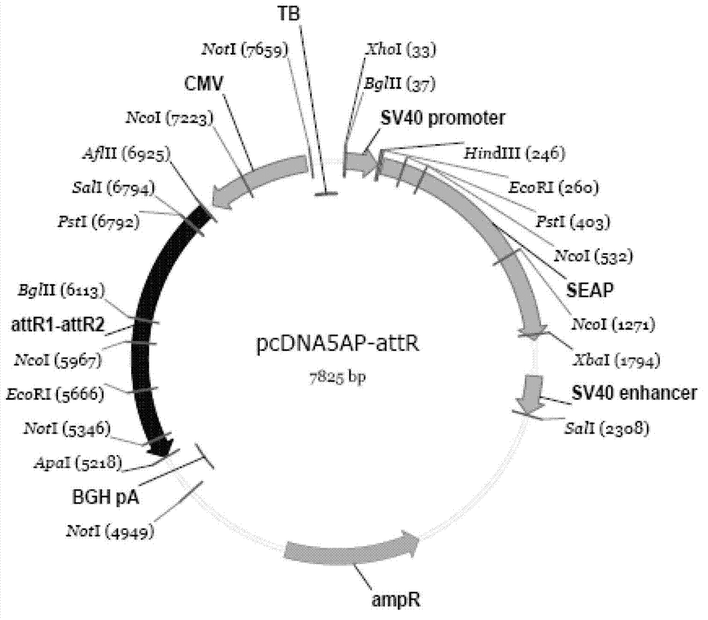 HBV phenotype drug resistance detection kit and preparation method thereof