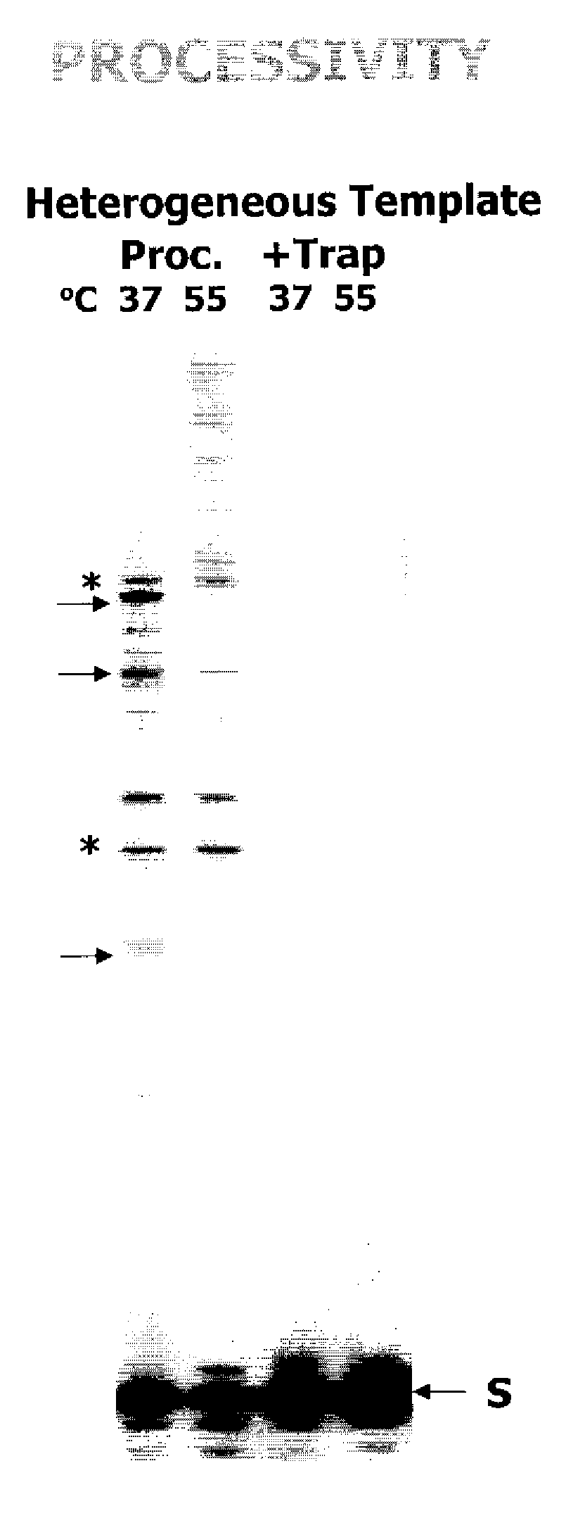 THERMOACTIVE SIVagm SAB REVERSE TRANSCRIPTASE