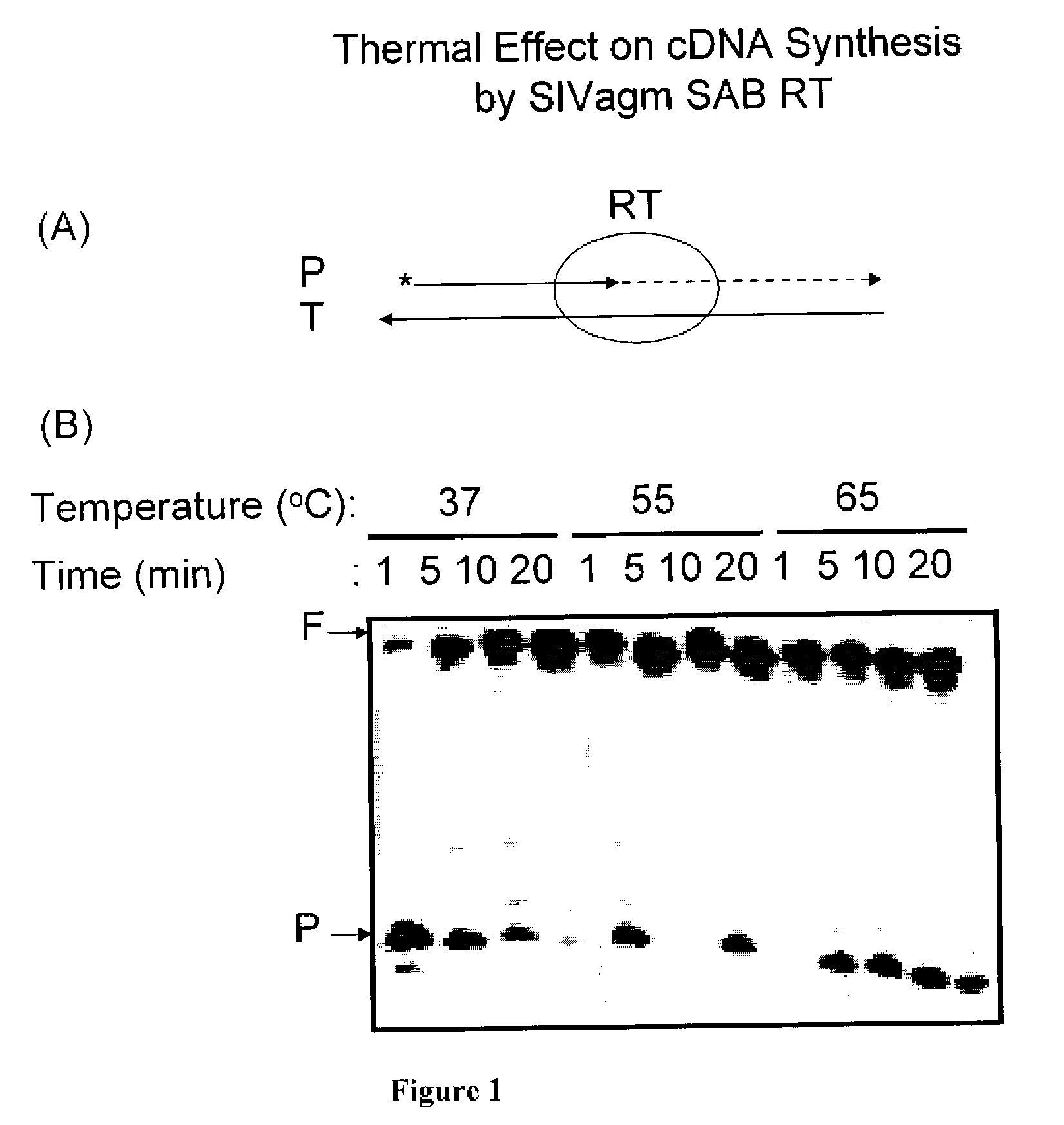 THERMOACTIVE SIVagm SAB REVERSE TRANSCRIPTASE