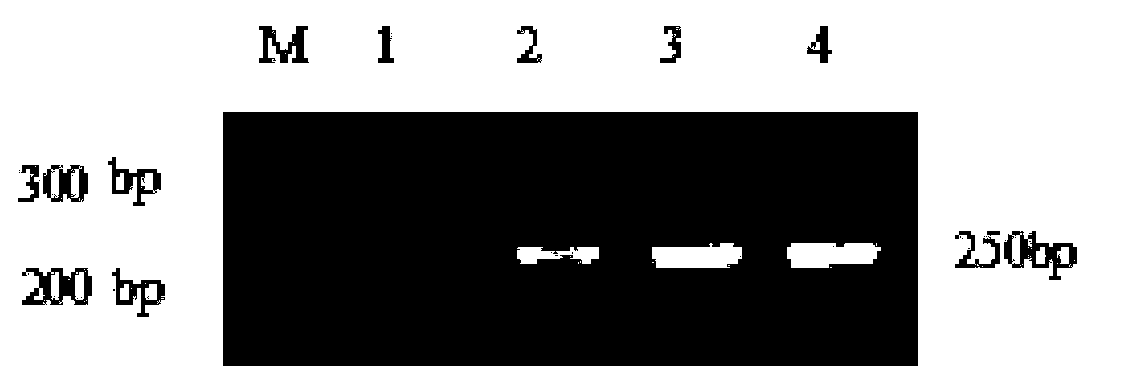 Recombinase polymerase amplification (RPA) primers and method used for detecting bacillus anthracis