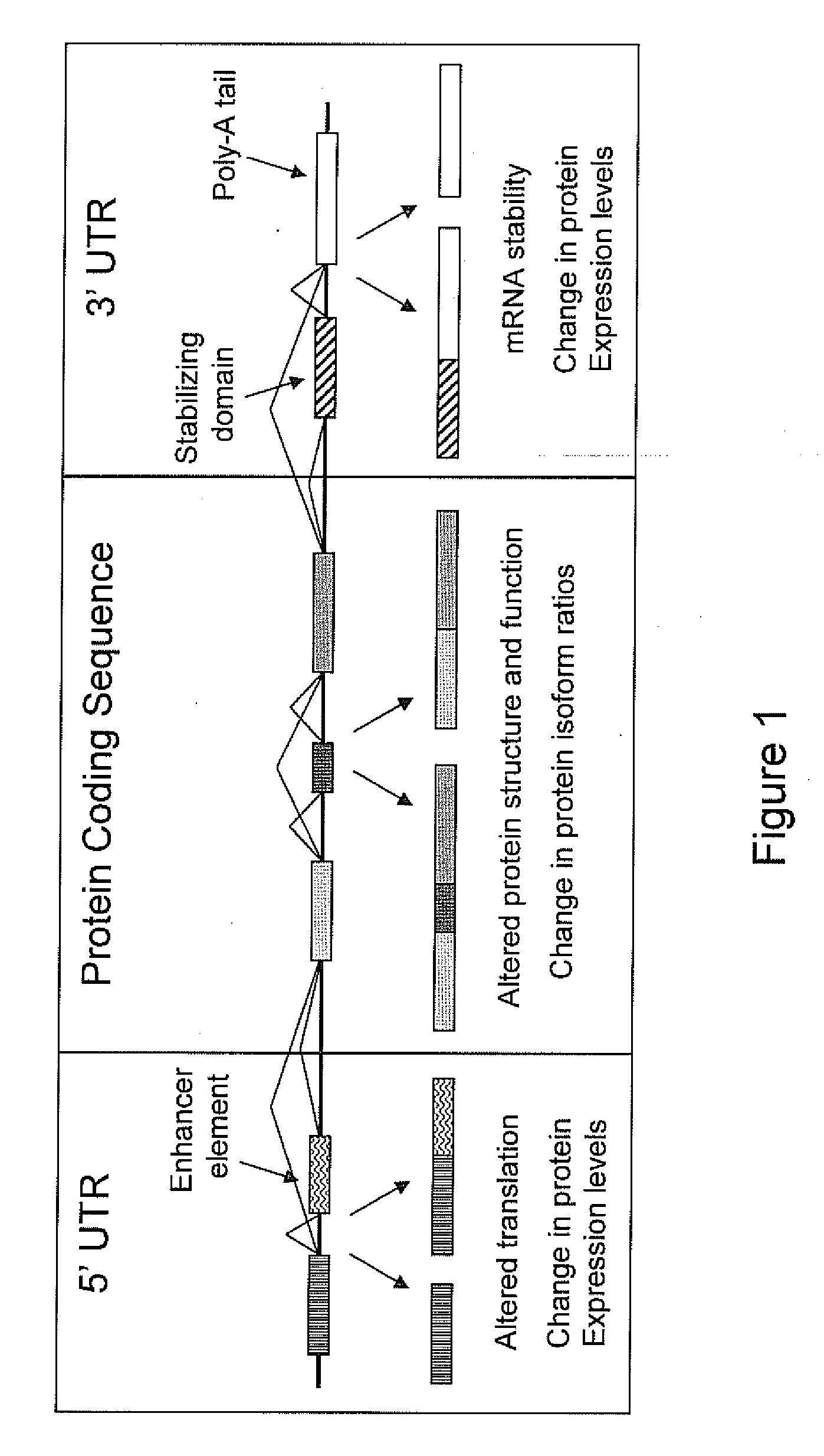 Real-time sequencing methods and systems