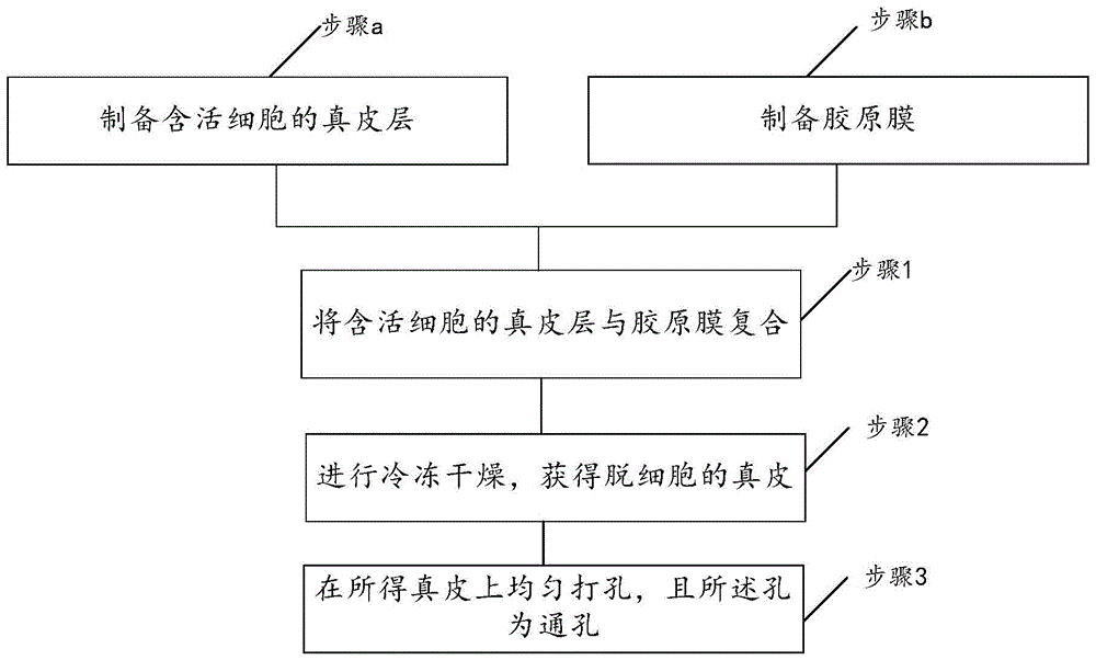 A kind of preparation method of dermis and dermis