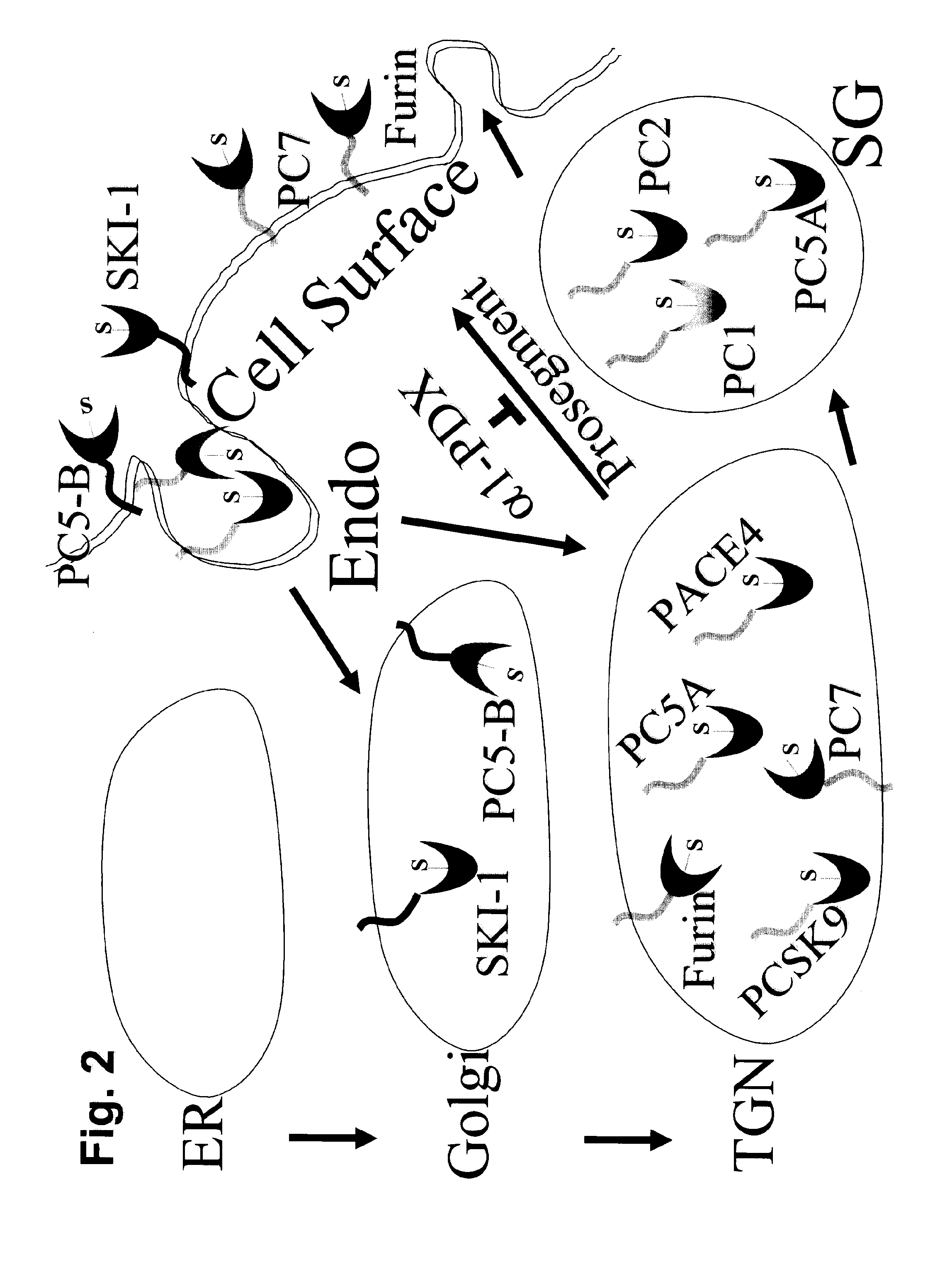 Chimeric pcsk9 proteins, cells comprising same, and assays using same