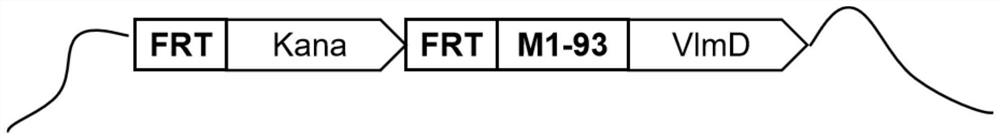 Recombinant escherichia coli for producing isobutylamine as well as construction method and application of recombinant escherichia coli