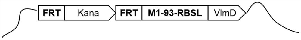 Recombinant escherichia coli for producing isobutylamine as well as construction method and application of recombinant escherichia coli