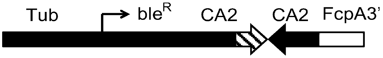 A gene encoding chloroplast carbonic anhydrase was used in the construction of high-concentration co  <sub>2</sub> and applications in fast-growing industrial engineered microalgae