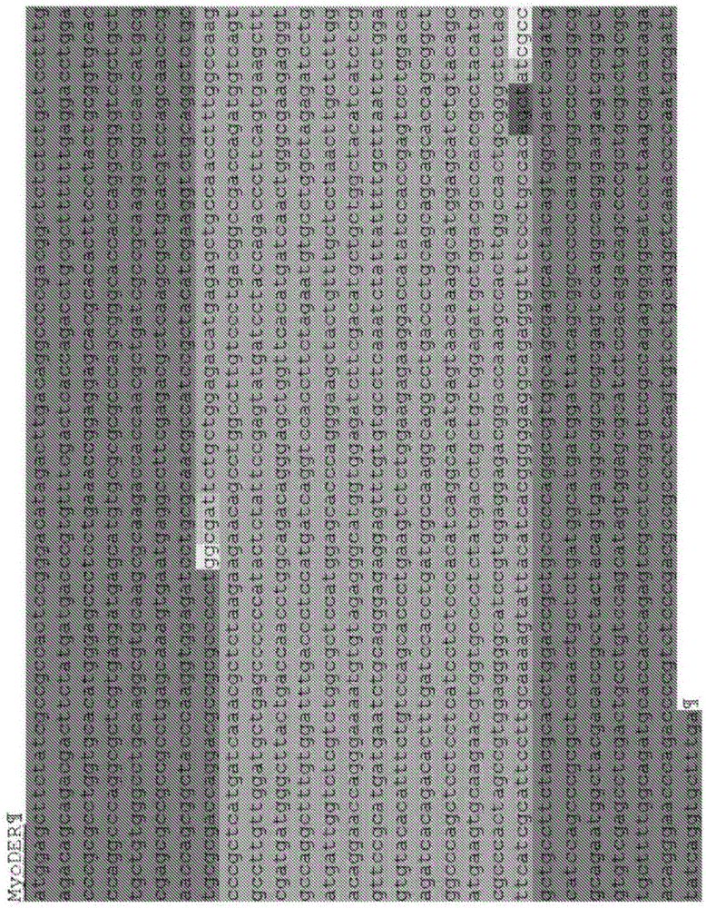 Method for scalable skeletal muscle lineage specification and cultivation