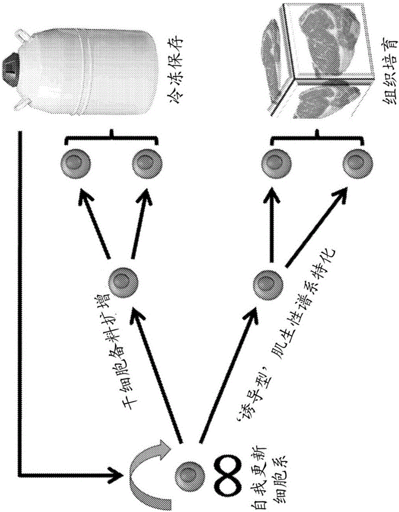 Method for scalable skeletal muscle lineage specification and cultivation