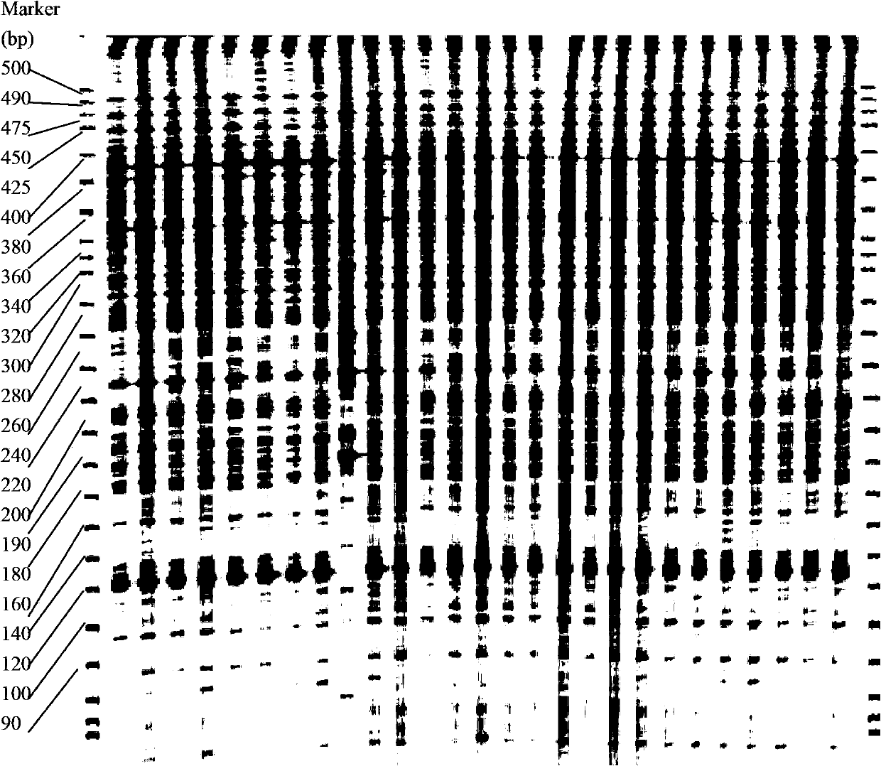 Method for quickly and accurately identifying brewing barley variety by utilizing DNA (Deoxyribose Nucleic Acid)-AFLP (Amplified Fragment Length Polymorphism)