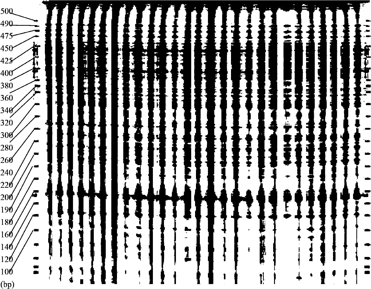 Method for quickly and accurately identifying brewing barley variety by utilizing DNA (Deoxyribose Nucleic Acid)-AFLP (Amplified Fragment Length Polymorphism)