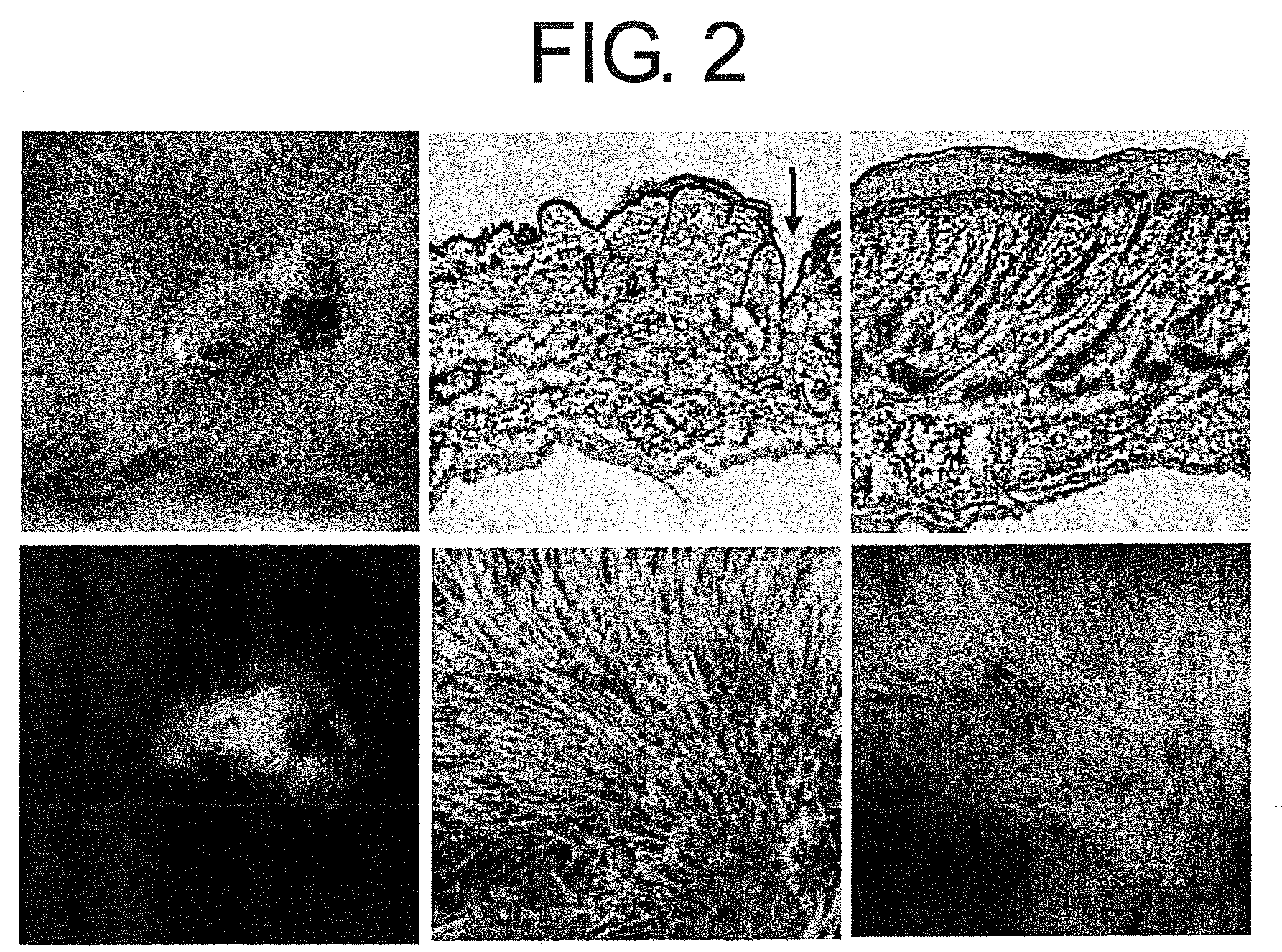 Pharmaceuticals That Promote Functional Regeneration of Damaged Tissues