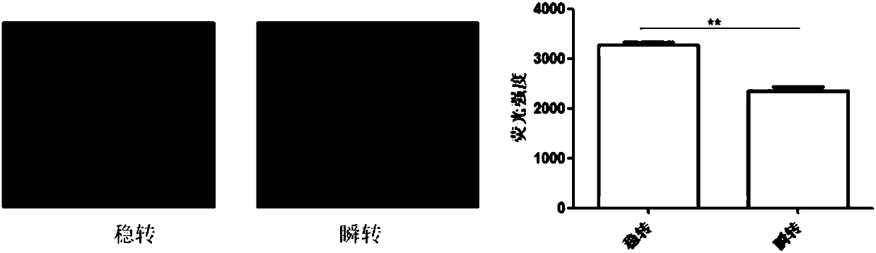 Vector for assaying in-vitro cell proliferation and dynamic in-vitro cell proliferation assay method