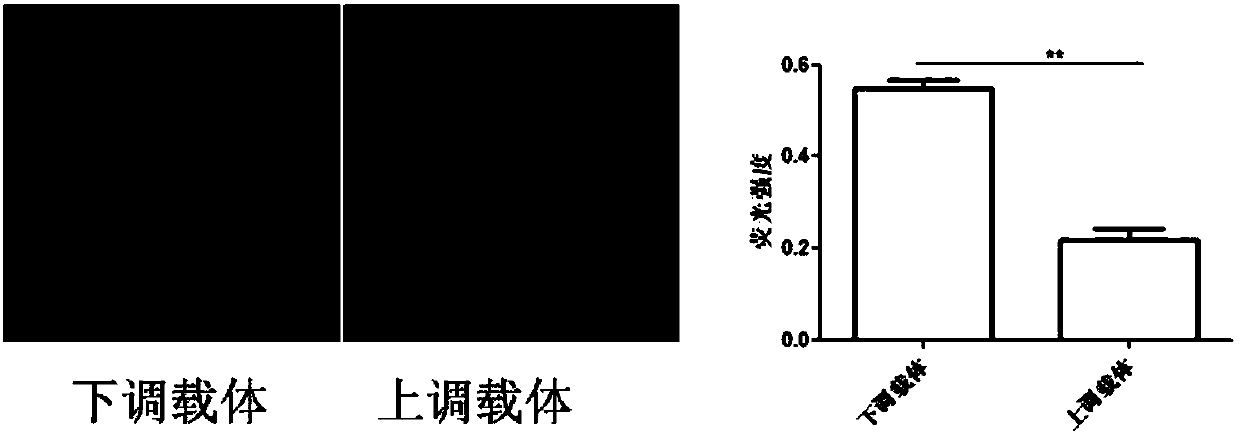 Vector for assaying in-vitro cell proliferation and dynamic in-vitro cell proliferation assay method