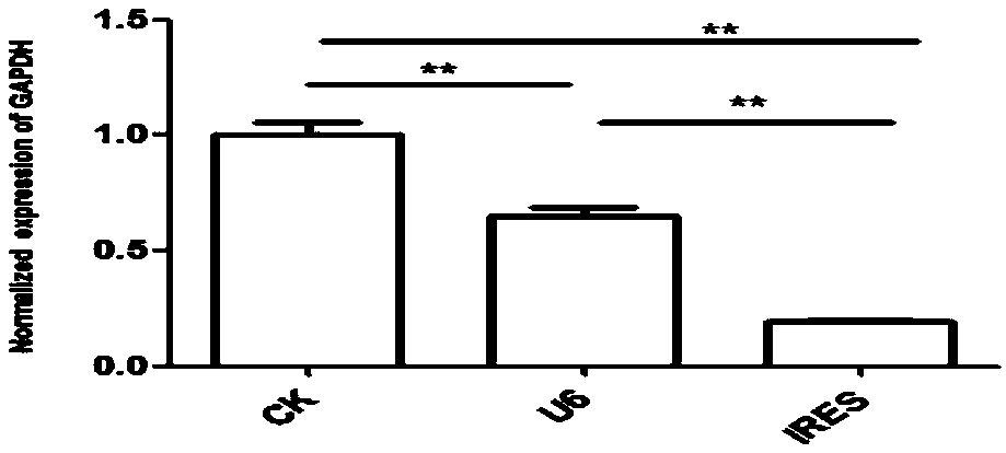 Vector for assaying in-vitro cell proliferation and dynamic in-vitro cell proliferation assay method