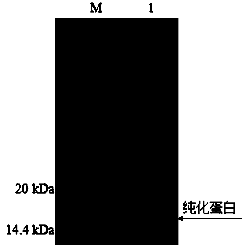 Sinonovacula-constricta I-type lysozyme-2 genes, encoded protein and construction method of recombinant sinonovacula-constricta I-type lysozyme-2 gene engineering bacteria