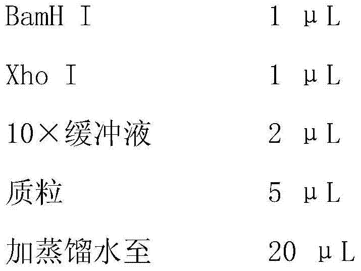 Preparation method of anti-canine parvovirus protein VP2 specific IgY