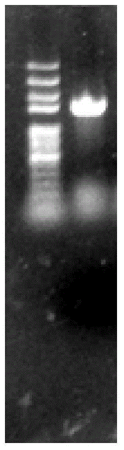 Esterolytic enzyme, coding gene, carrier, engineering bacterium and application of coding gene