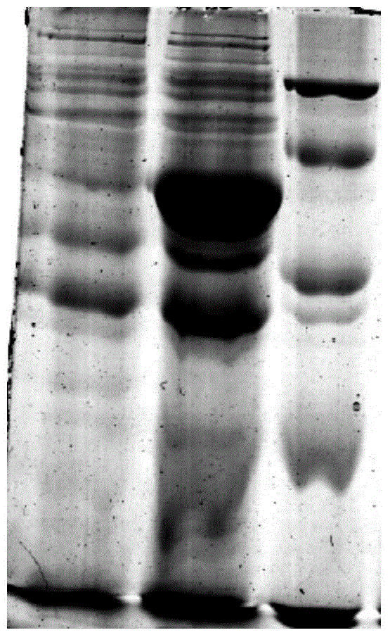 Esterolytic enzyme, coding gene, carrier, engineering bacterium and application of coding gene